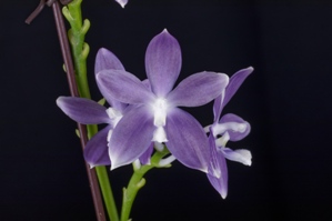 Phalaenopsis tetraspis fma. livida 'Blue Hawaii' FCC/AOS_90 pts.